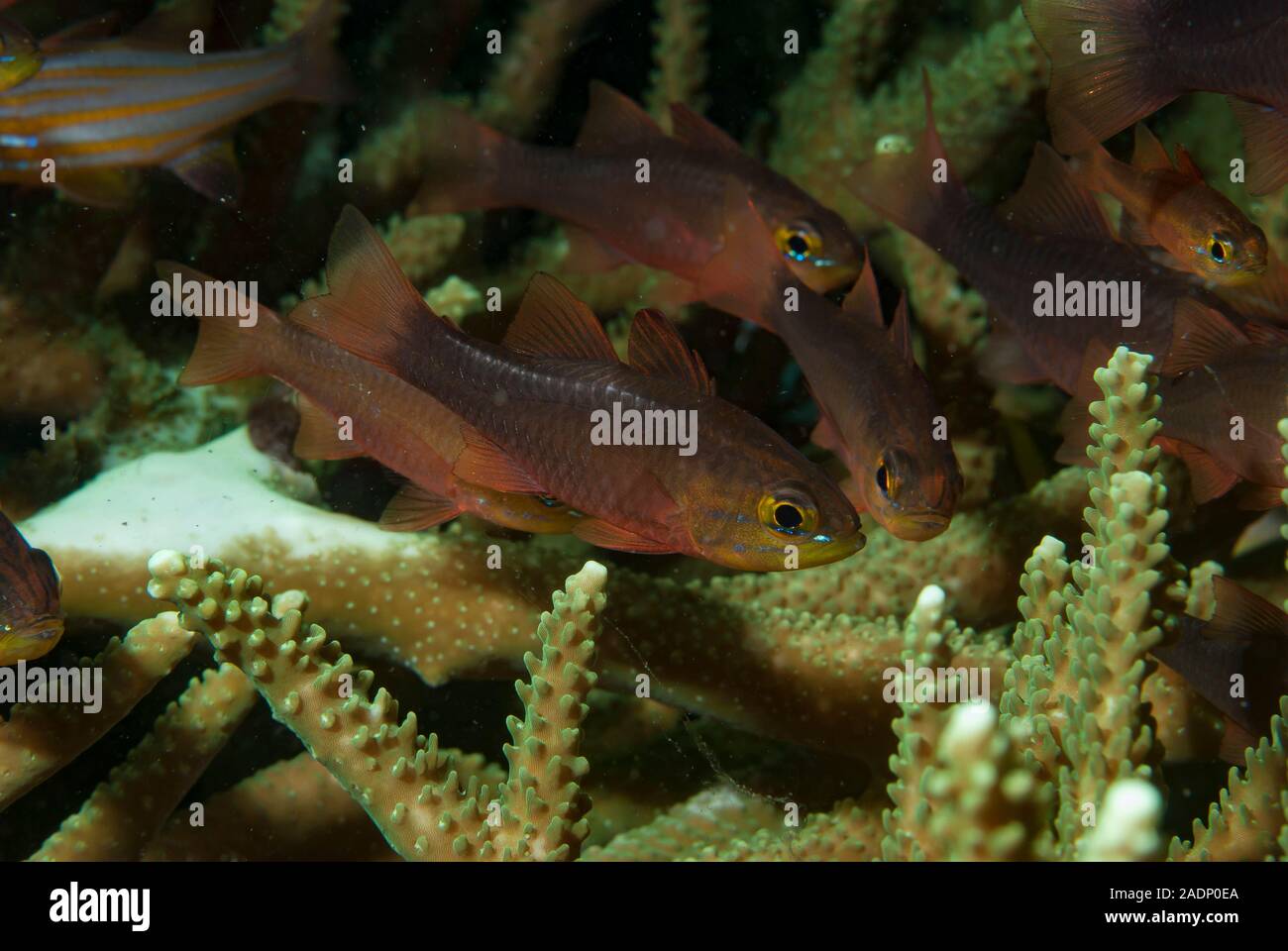 Plain Cardinalfish Ostorhinchus apogonoides Stock Photo