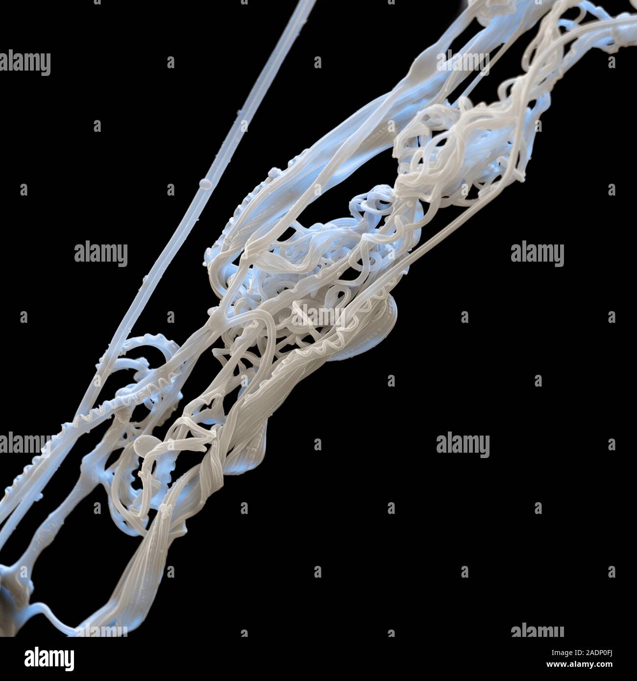 Spider's silk, coloured scanning electron micrograph (SEM). Spider's