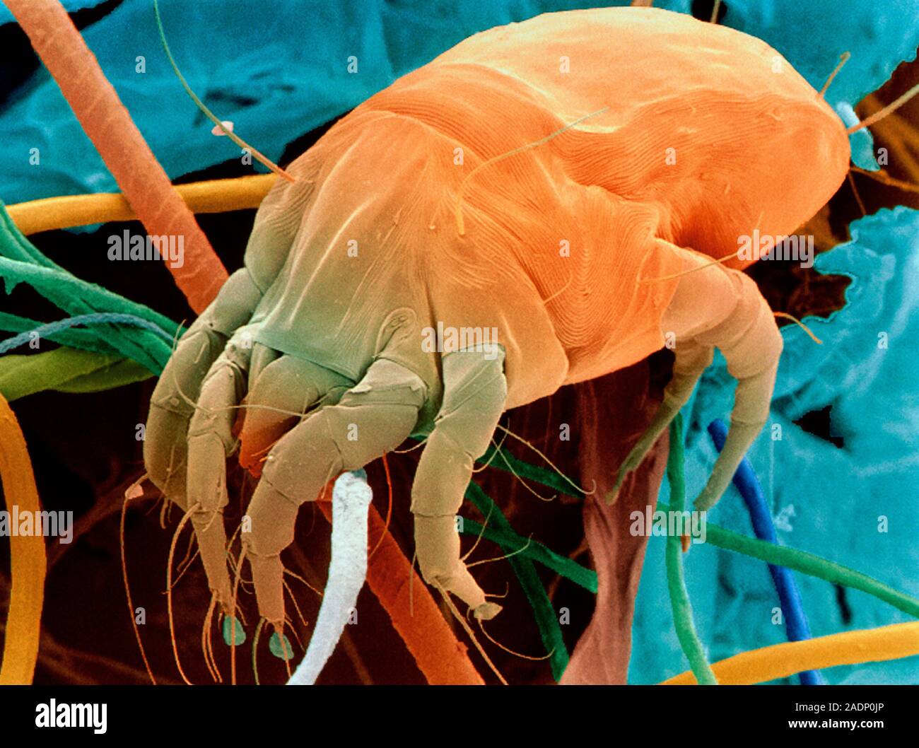 Dust mite. Coloured Scanning Electron Micrograph (SEM) of a dust mite
