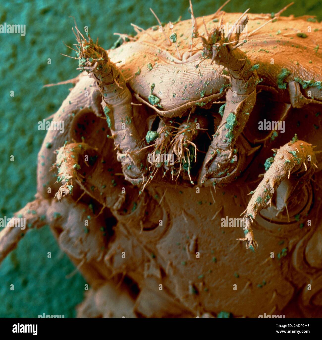 Compost heap mite. Coloured scanning electron micrograph of the underside of a turtle mite in a compost heap. Compost is made by allowing a heap of ve Stock Photo