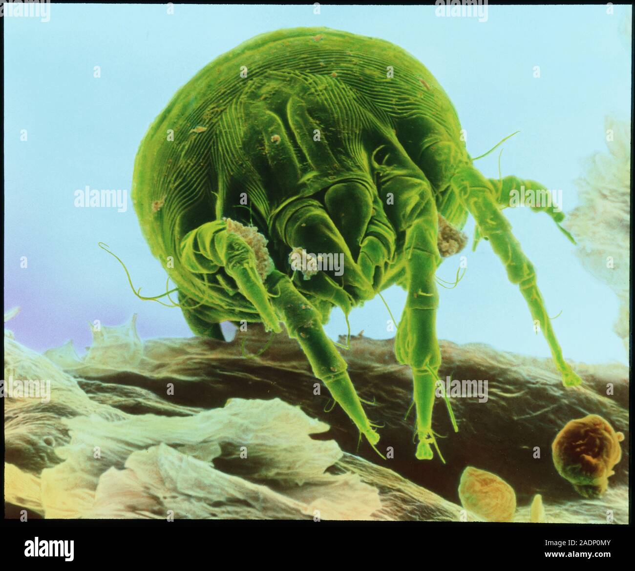 Dust mite. Colour scanning electron micrograph of a dust mite