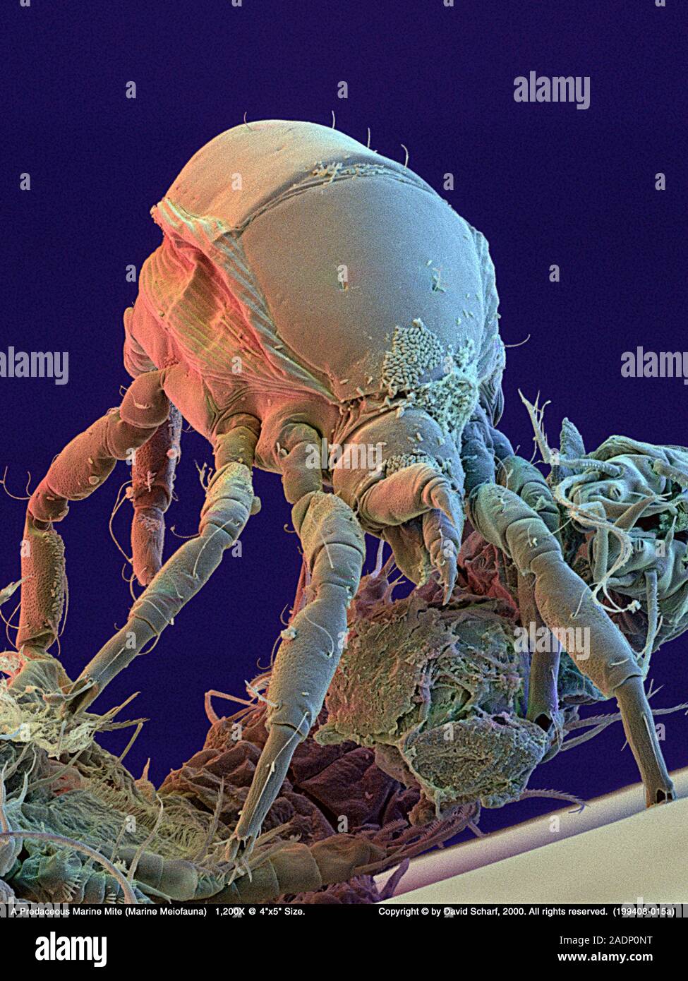 Marine mite. Coloured scanning electron micrograph (SEM) of an ...