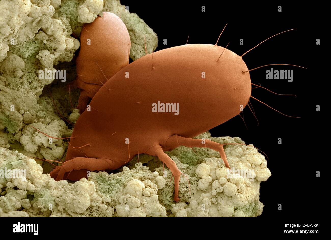 Cheese mites (Tyrophagus casei) in cheese, coloured scanning electron