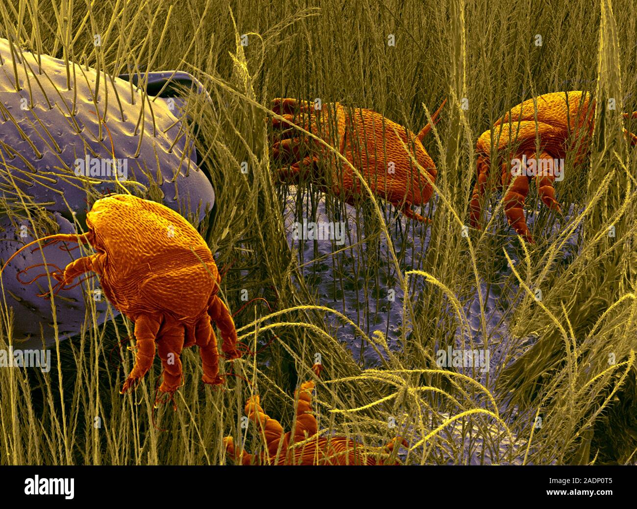 Bee mites. Coloured scanning electron micrograph (SEM) of bee mites on