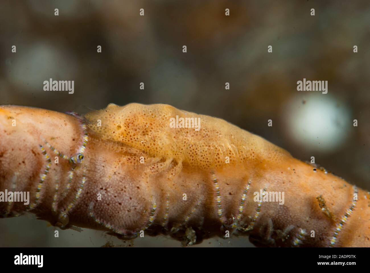 Paron Shrimp Gelastocaris paronae Stock Photo