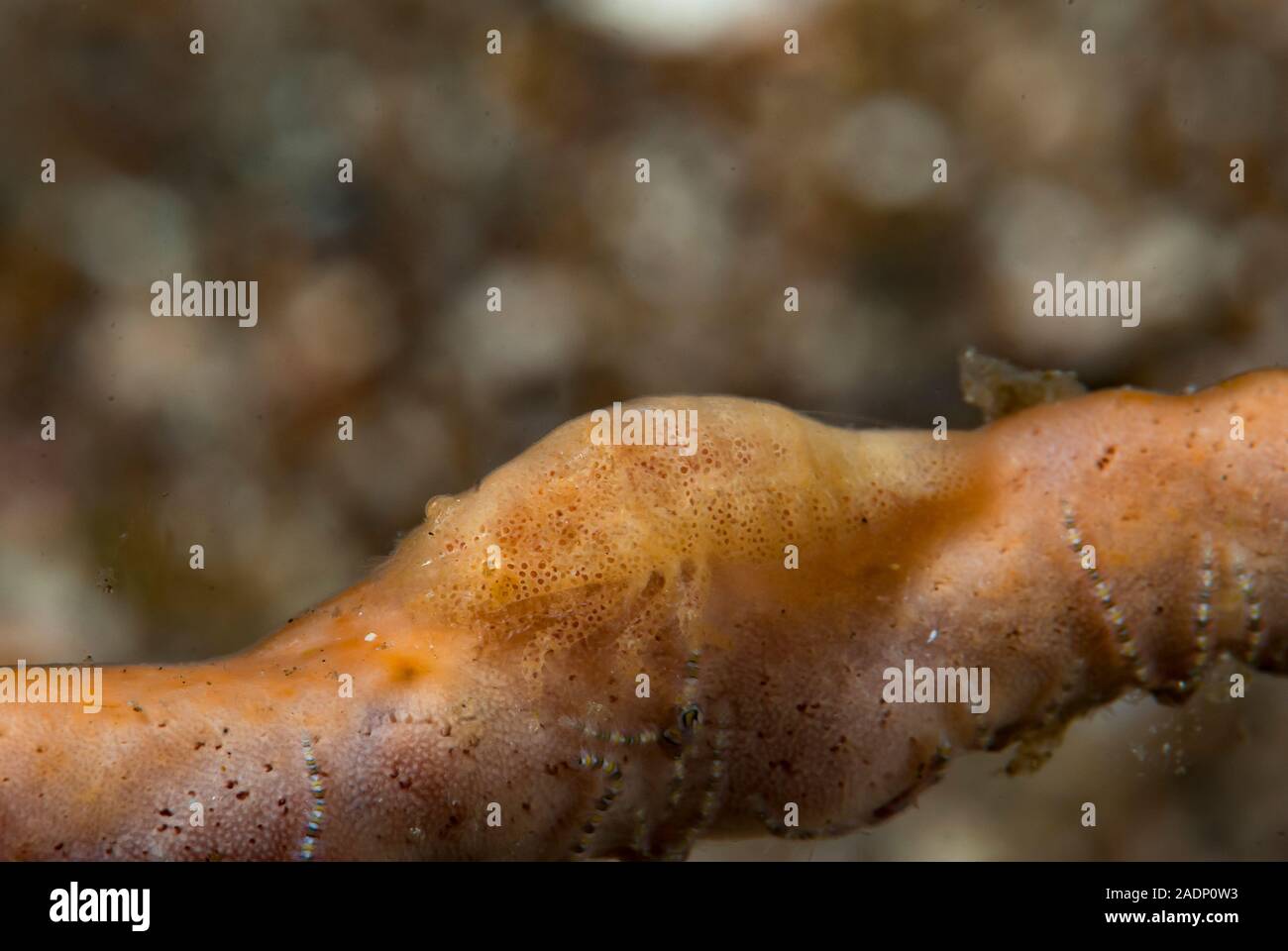Paron Shrimp Gelastocaris paronae Stock Photo