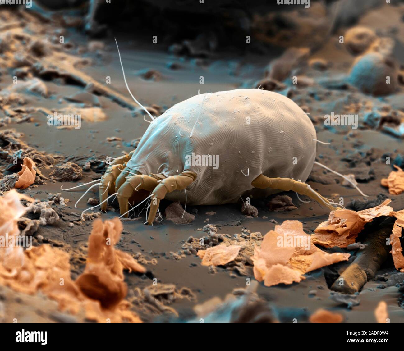 Dust mite. Coloured scanning electron micrograph (SEM) of a house dust