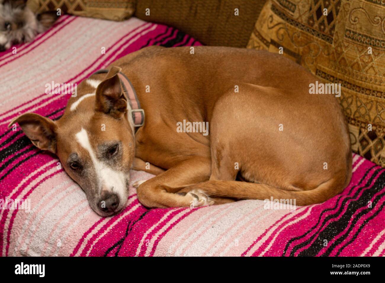 Sleeping on the couch Stock Photo Alamy