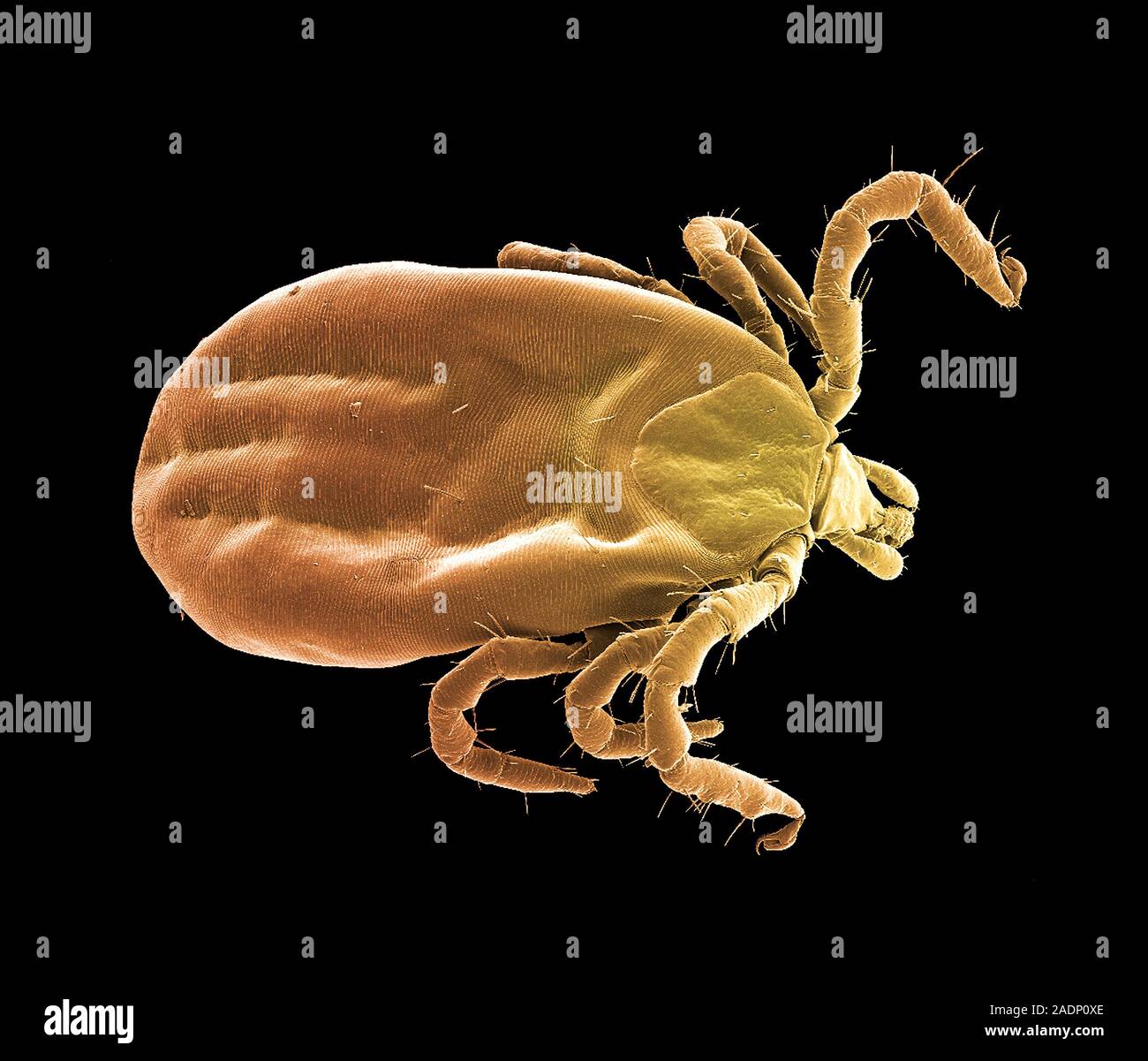 Bat tick. Coloured scanning electron micrograph (SEM) of a South