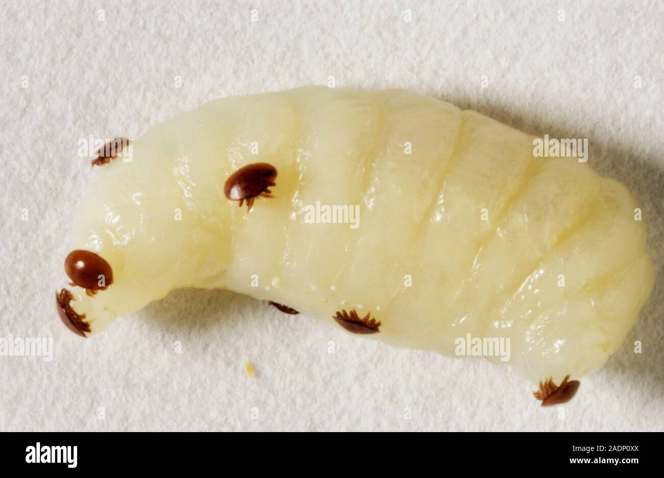 Varroa mites (Varroa destructor) on a honeybee drone larva. The varroa