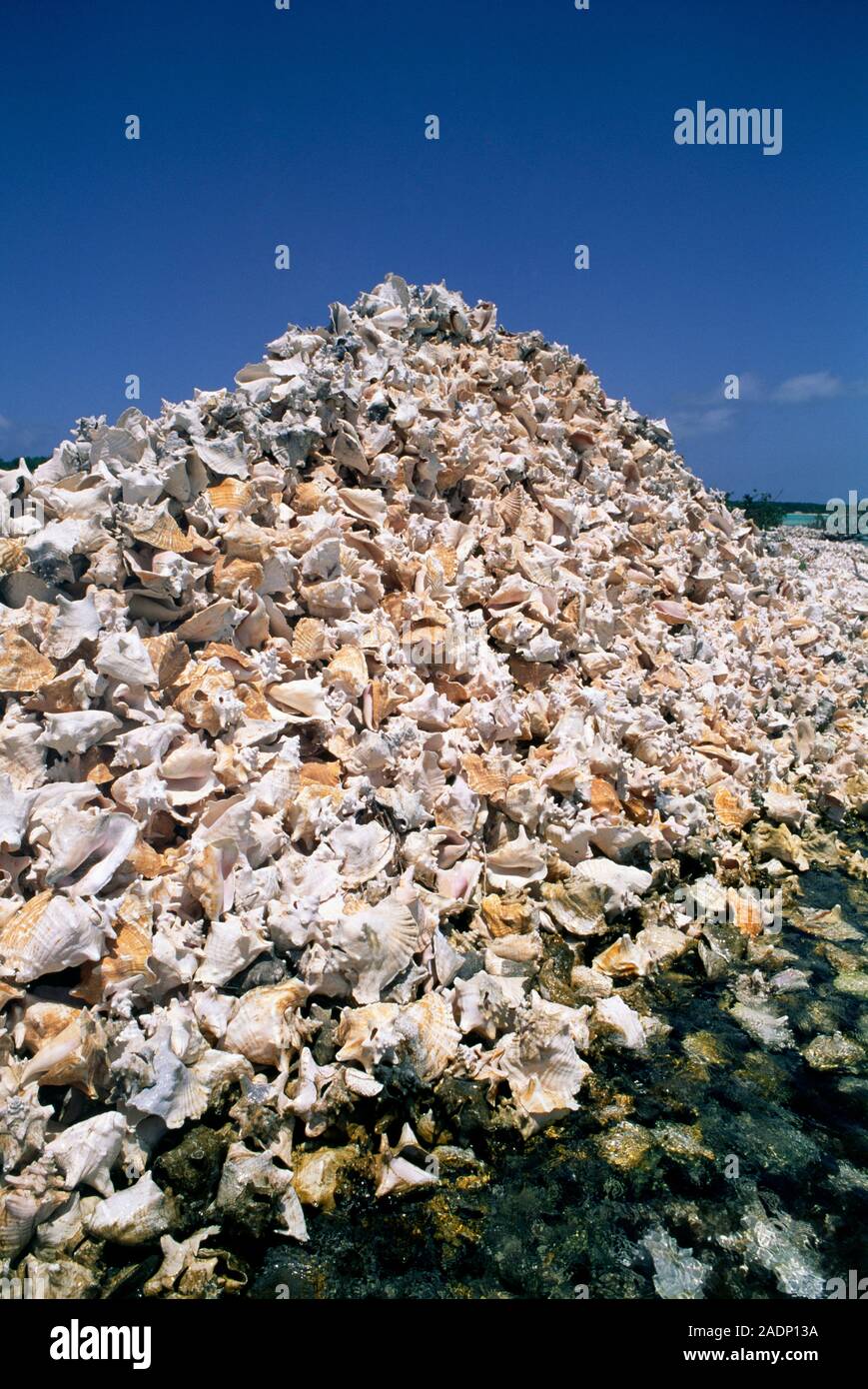 Conch shells. Pile of empty conch shells (family Strombidae) washed up on shore. These calcareous (calcium-containing) shells were formed by gastropod Stock Photo