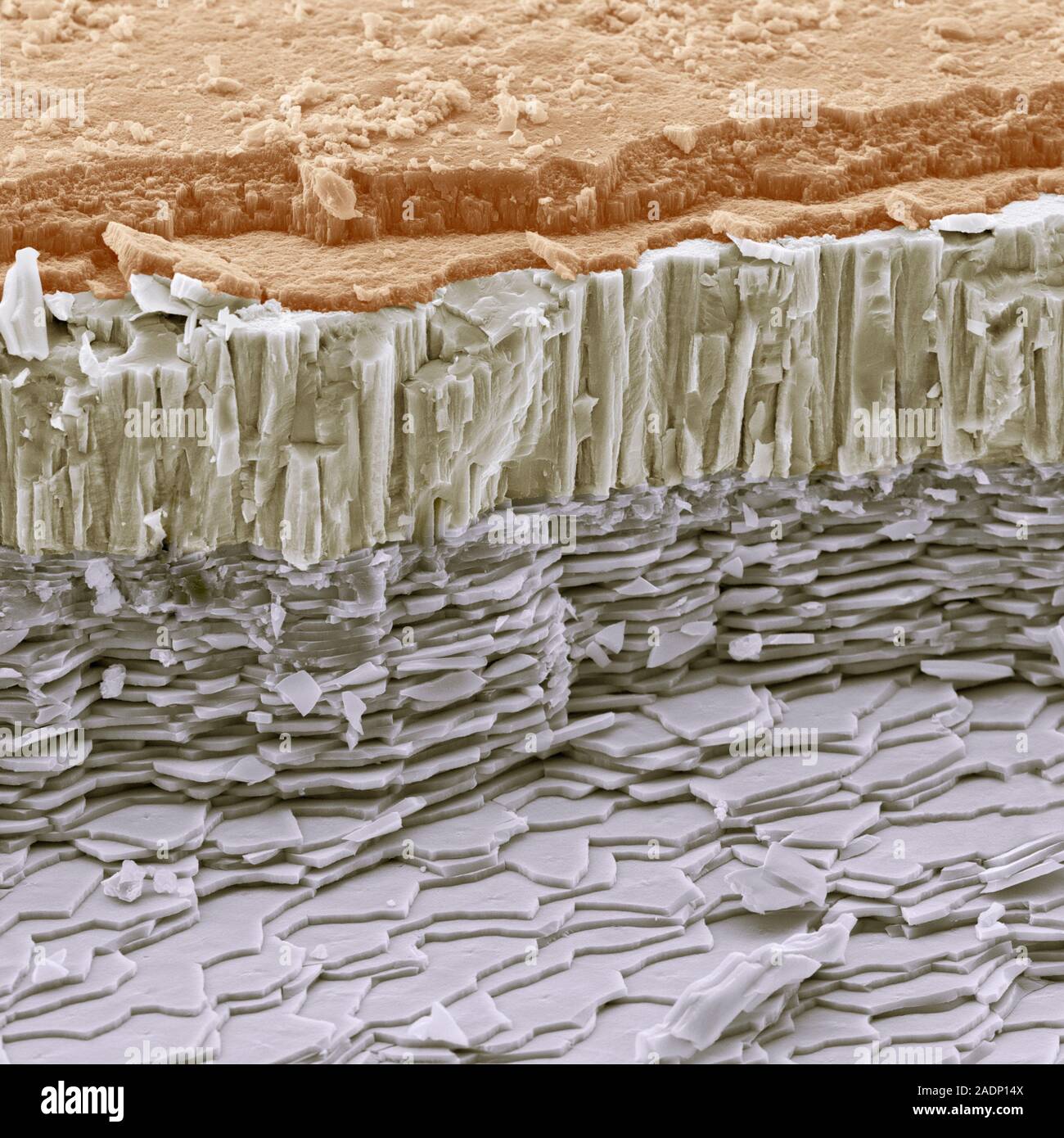 Abalone shell. Coloured scanning electron micrograph (SEM) of a section ...