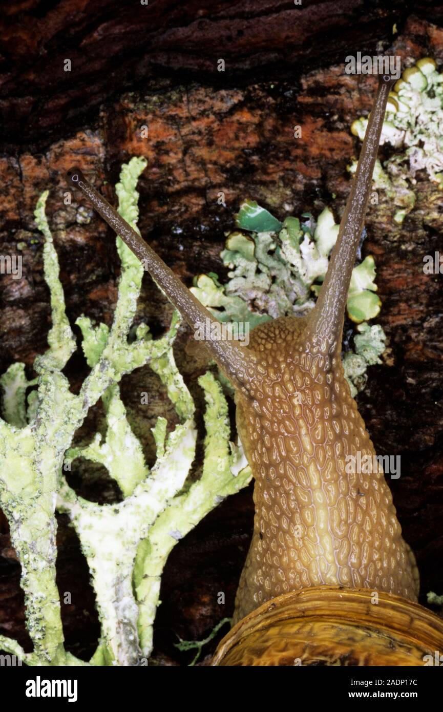 Edible snail. Macrophotograph of the head of an edible snail (Helix pomatia). Its eye stalks are