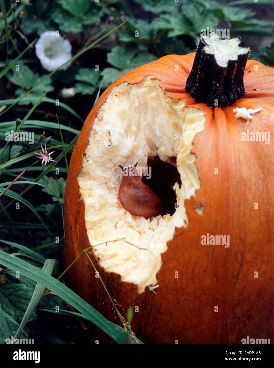Slug (order Gastropoda) eating a pumpkin (Cucurbita sp.). Slugs have