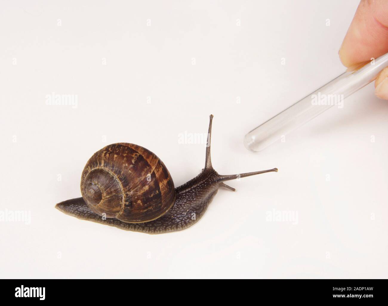 Garden snail (Helix aspersa) with extended tentacles. Snails have two