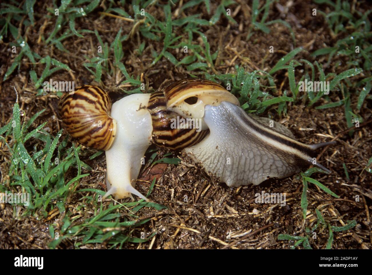 Giant snails mating. These are terrestrial snails from Africa (family