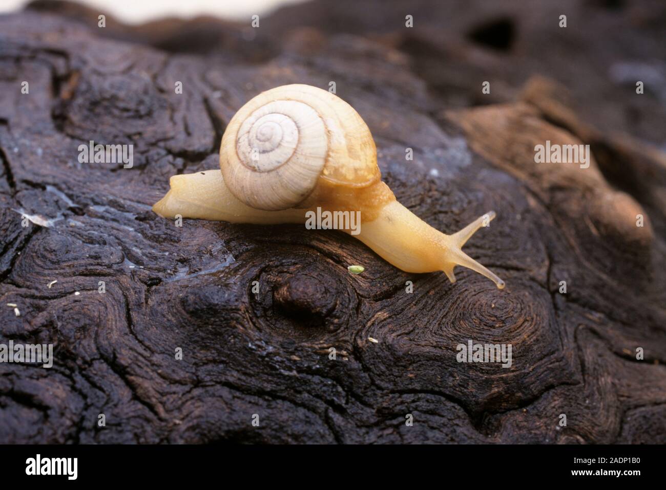 South African snail on a piece of wood. A snail is an invertebrate
