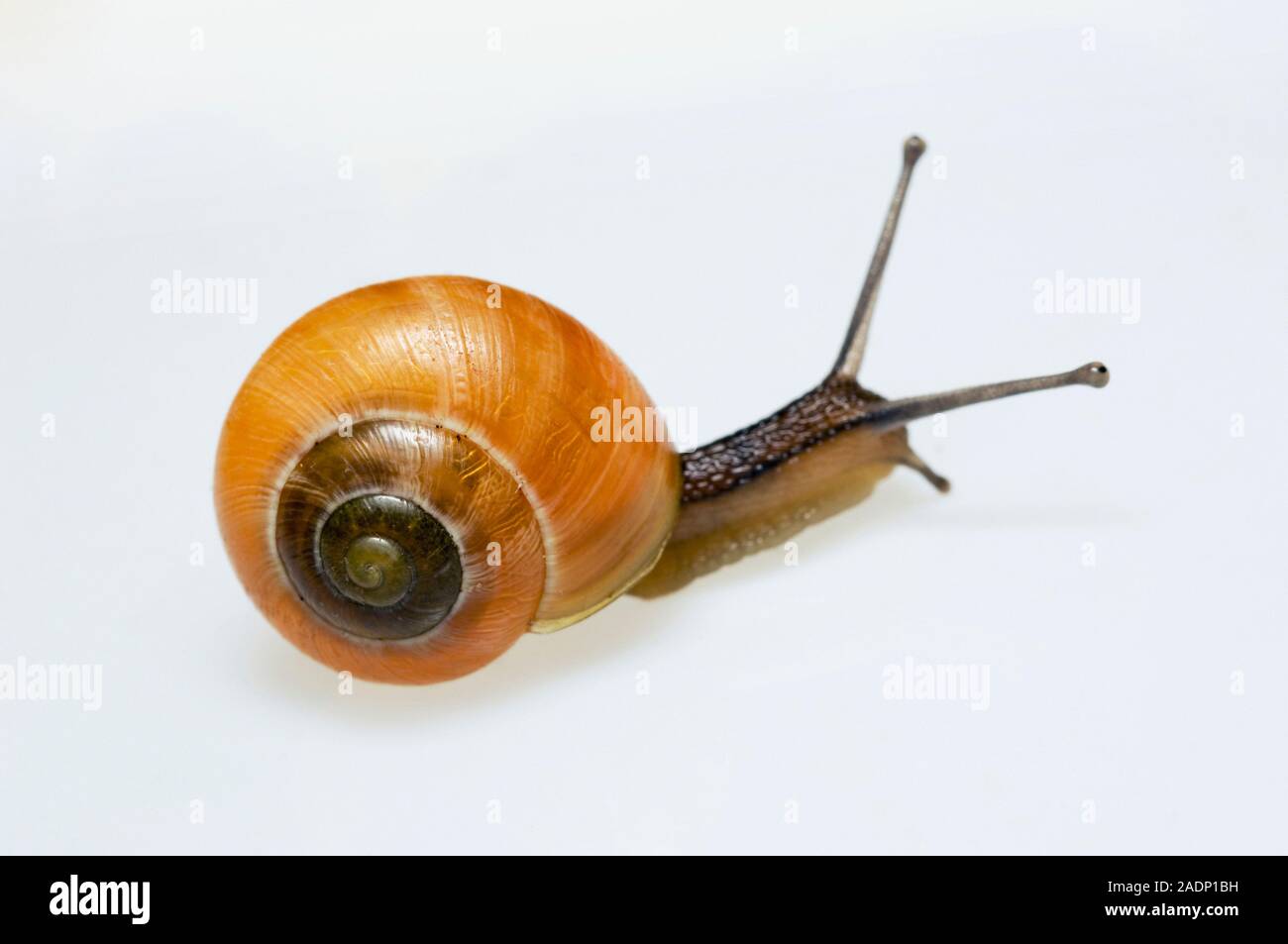 Garlic snail (Oxychilus alliarius). Photographed in the UK Stock Photo