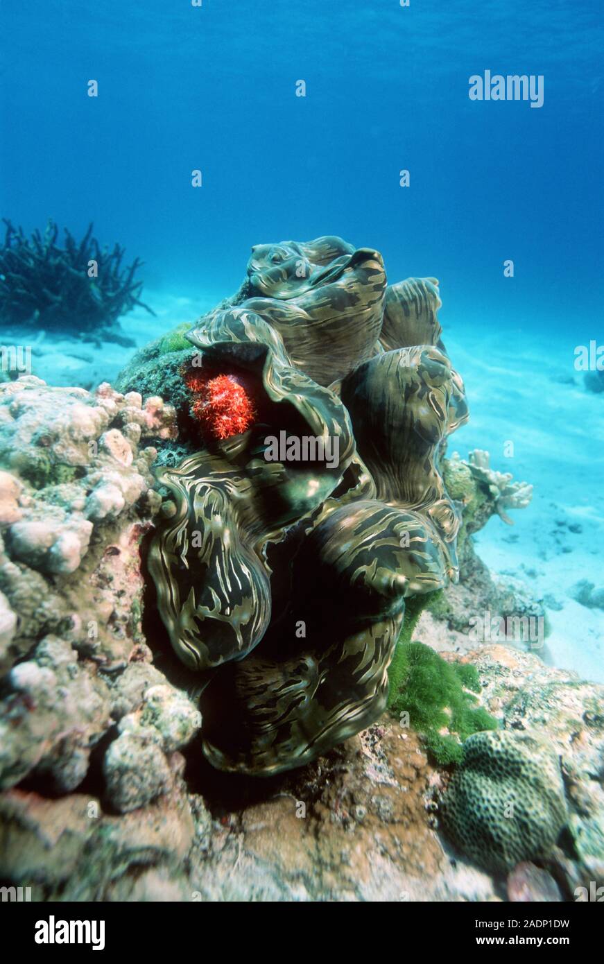 Giant clam (Tridacna gigas). Photographed in the Andaman Sea, Thailand ...