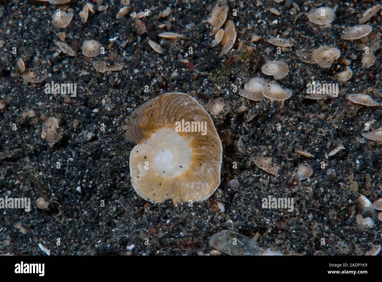 Foraminifera Stock Photo