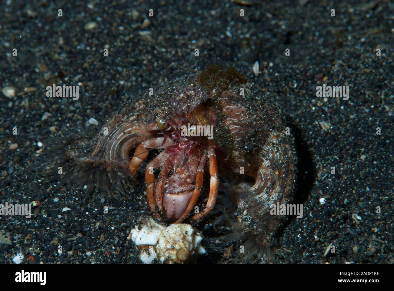 Deep sea hermit crab hi-res stock photography and images - Alamy