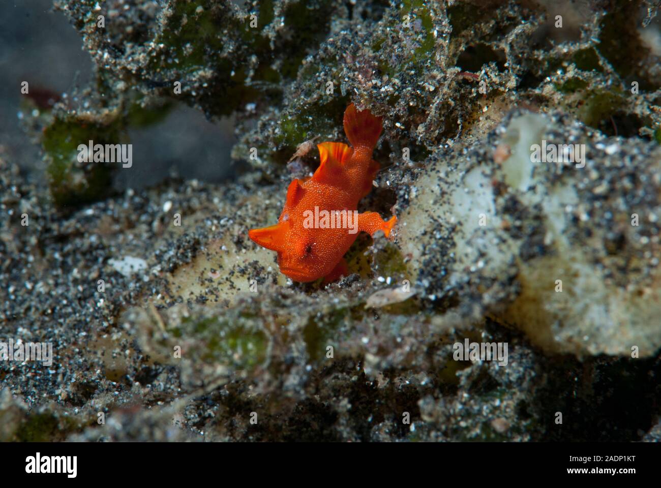 Painted frogfish Antennarius pictus Stock Photo