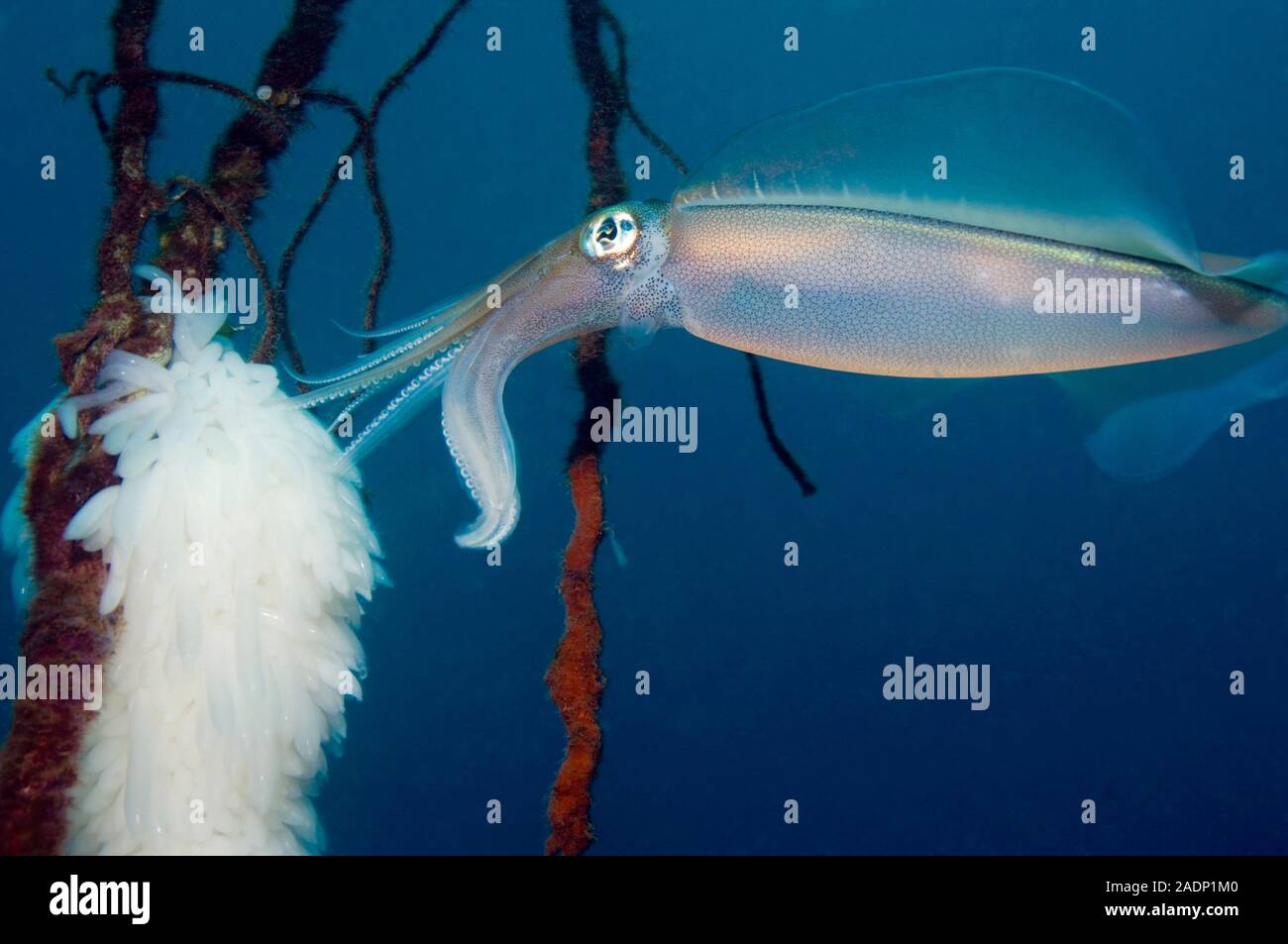 Bigfin reef squid (Sepioteuthis lessoniana) laying eggs. This squid