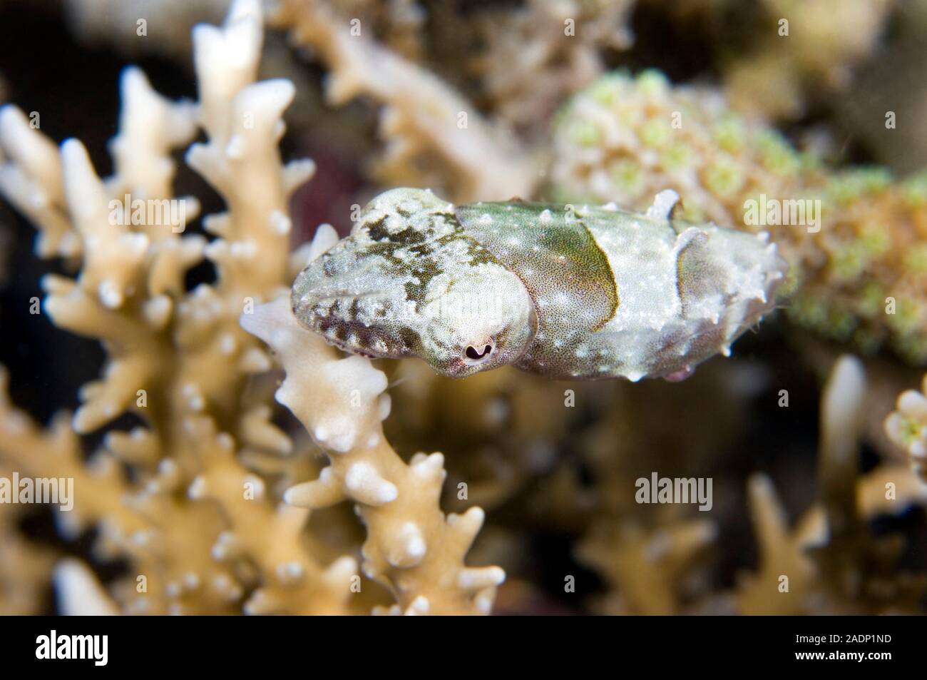 Young papuan cuttlefish (Sepia papuensis) camouflaged against hard ...