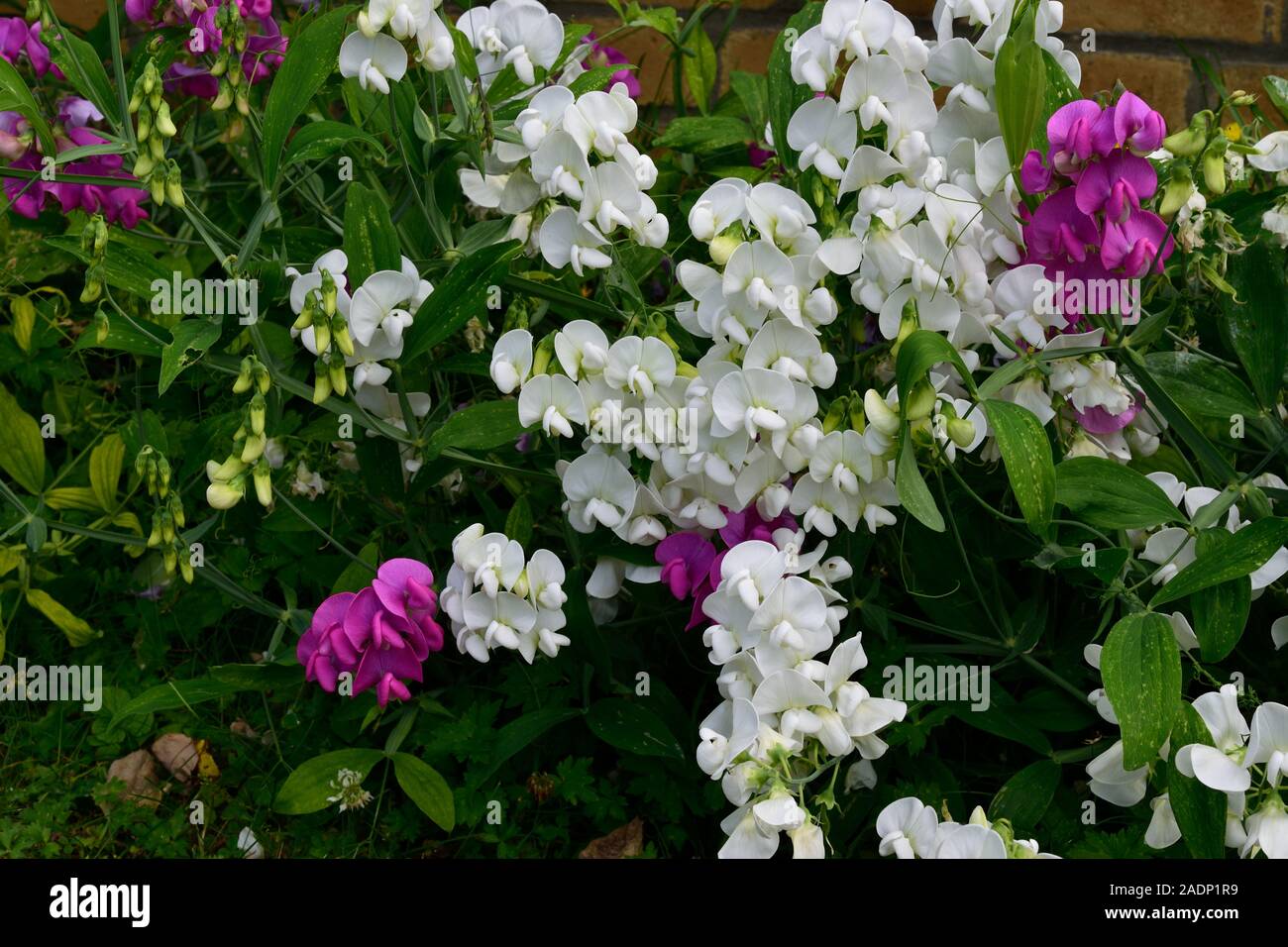 Everlasting Sweet Pea or Lathyrus latifolios. Close up of white and purple flowers. Stock Photo