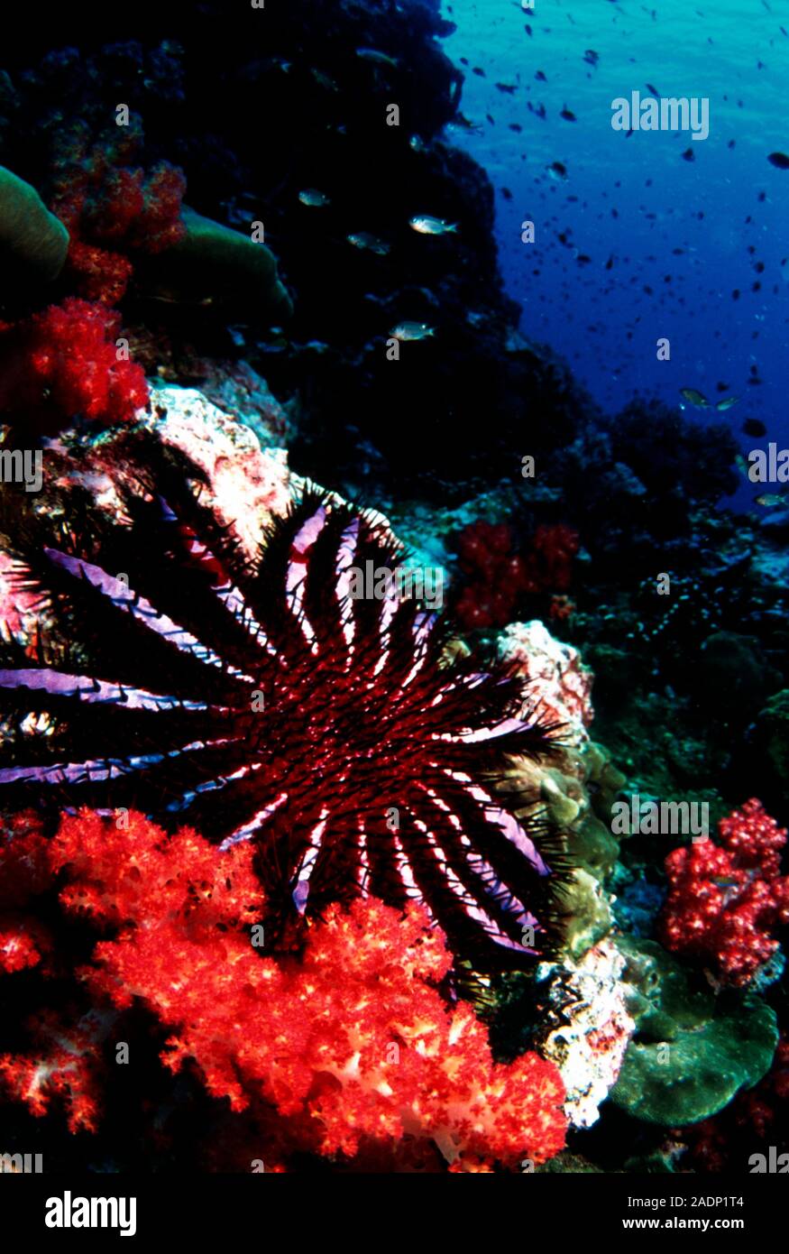 Crown-of-thorns starfish (Acanthaster planci, dark red and pink