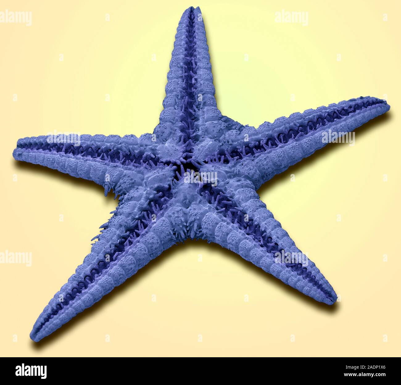 Starfish. Scanning electron micrograph of the underside of a starfish
