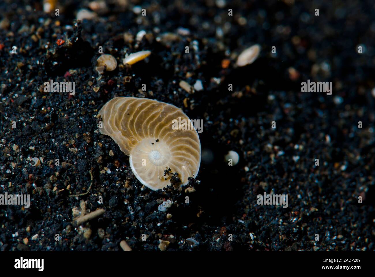 Foraminifera Stock Photo