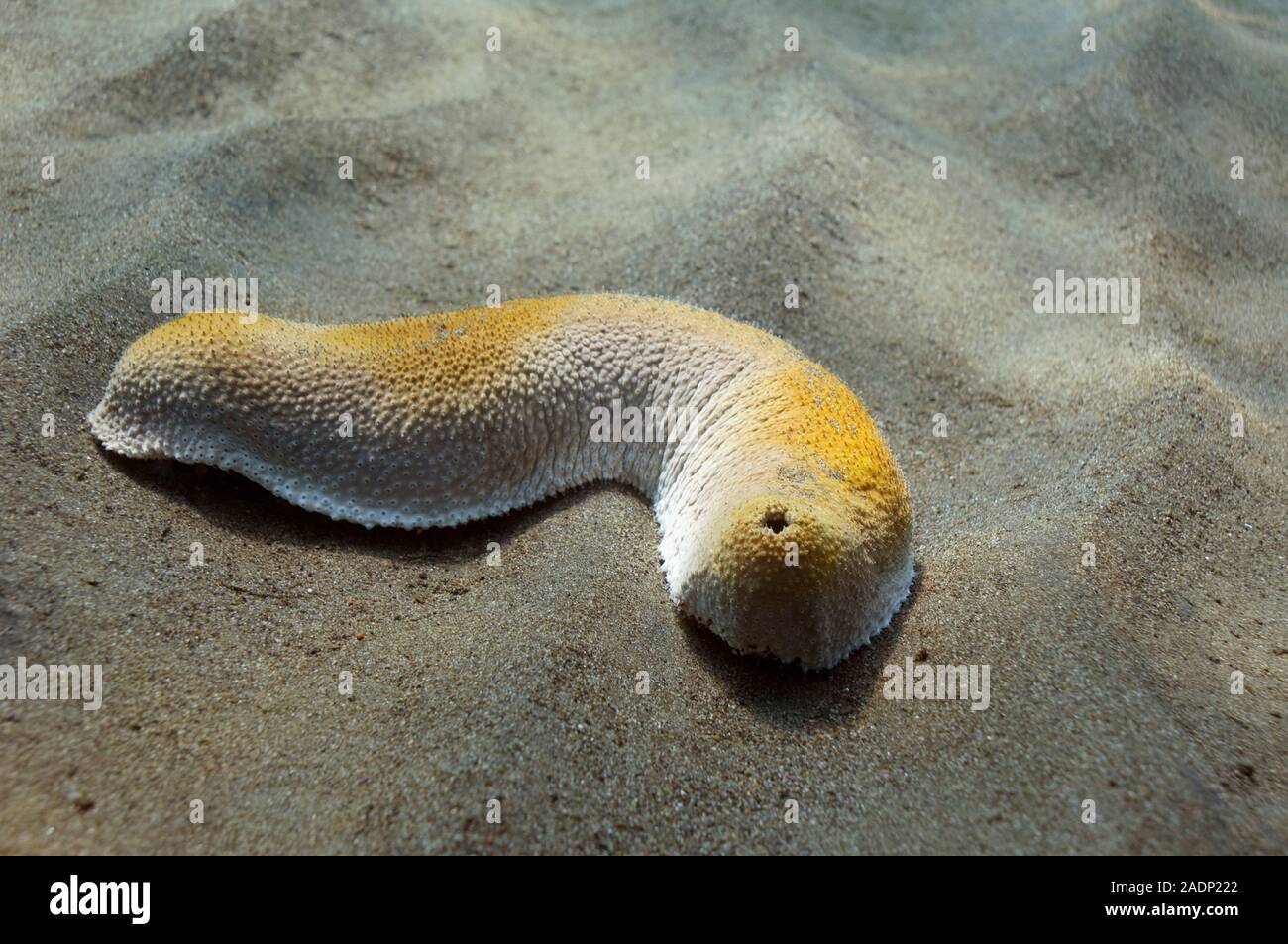Sea cucumber (Class Holothuroidea) on a sandy seabed. Photographed in