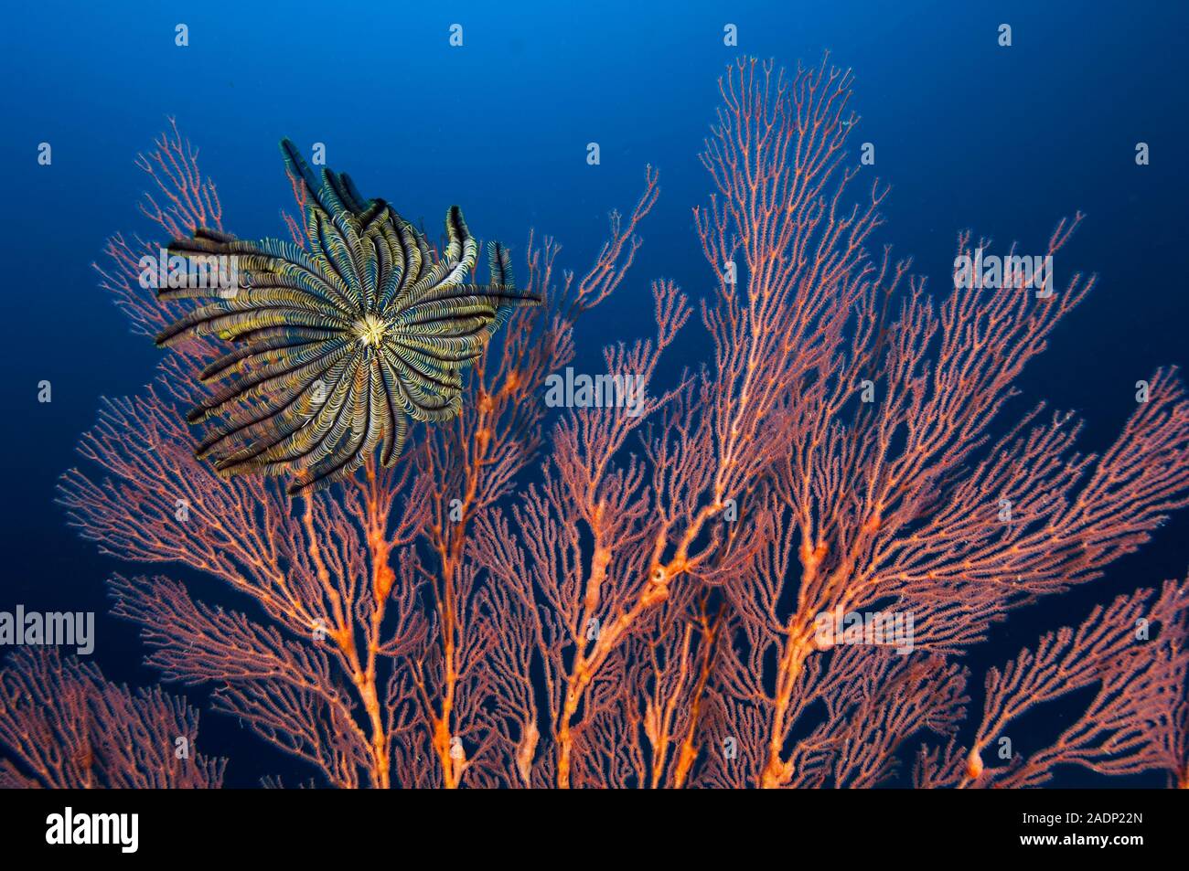 Crinoid and sea fan. Both the crinoid sp.) and sea fan