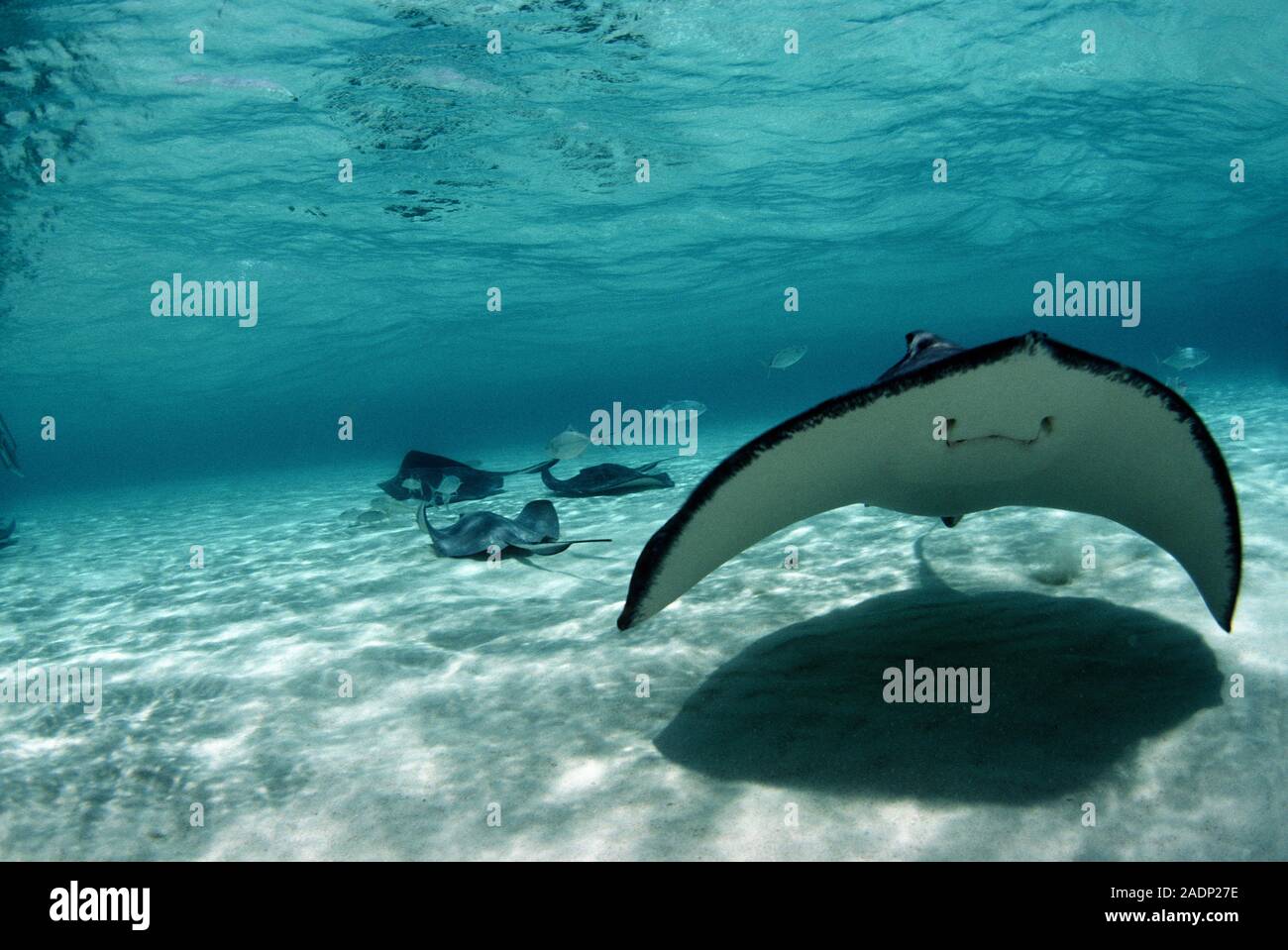 Southern stingray (Dasyatis americana). This stingray has a poisonous tail barb, which can inject venom from a gland at its base. The resulting injury Stock Photo