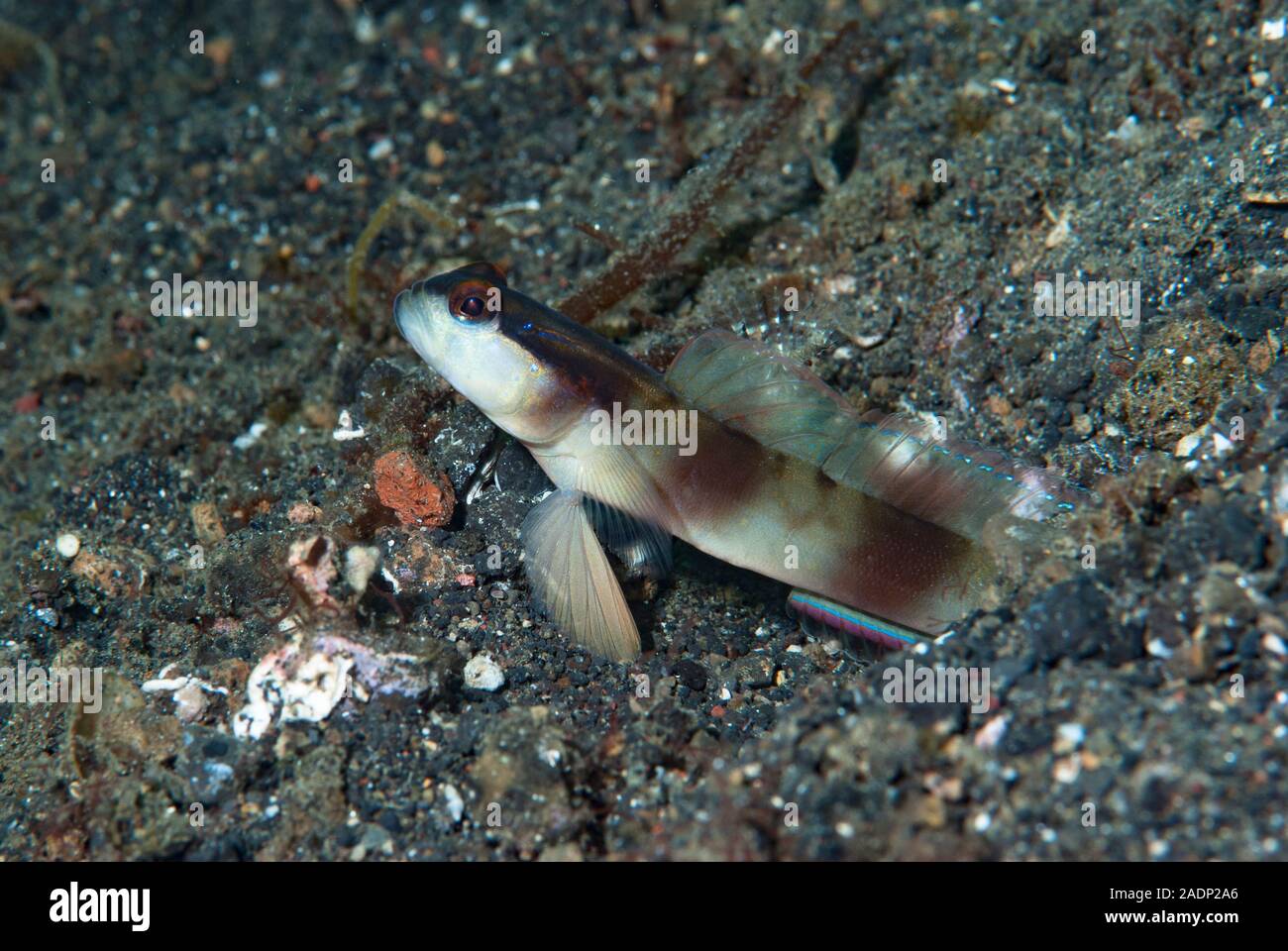 Masked Shrimp-Goby Amblyeleotris gymnocephala Stock Photo