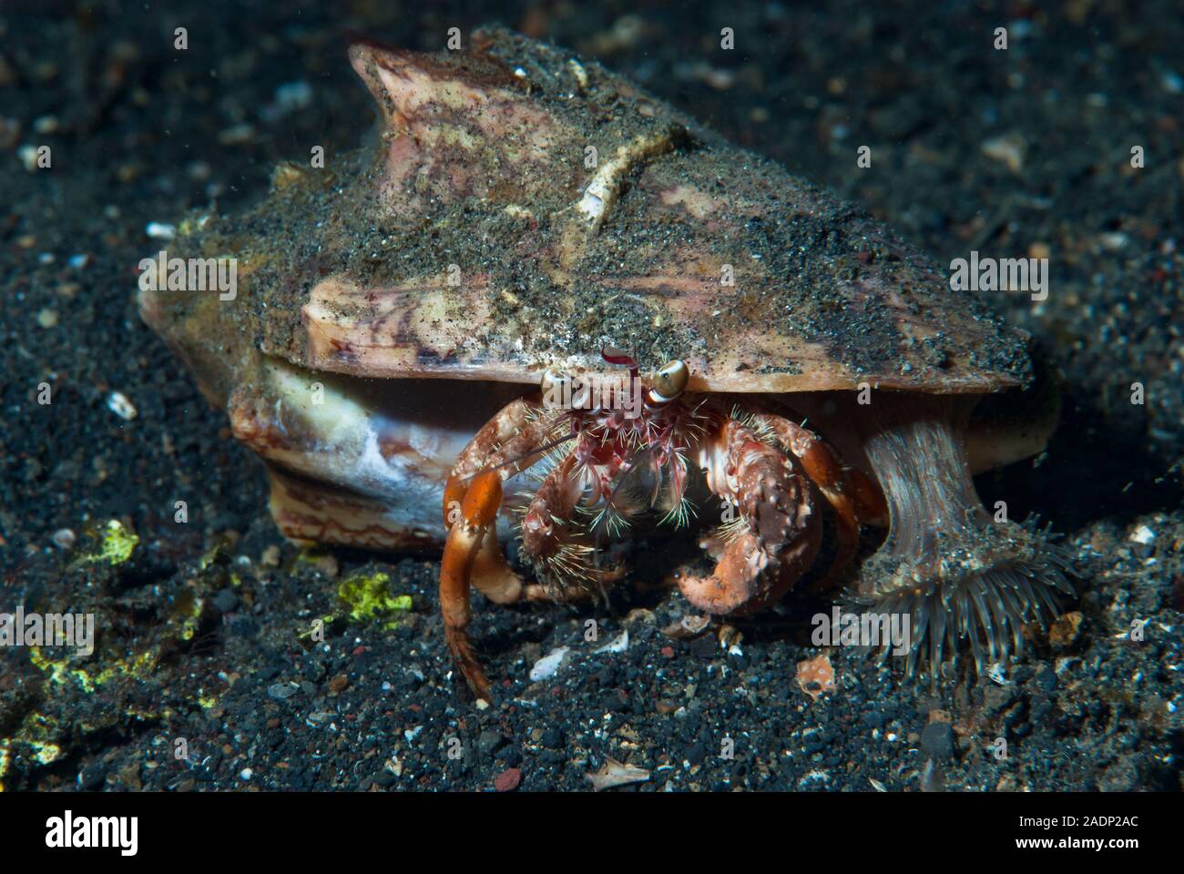 Deep sea hermit crab hi-res stock photography and images - Alamy