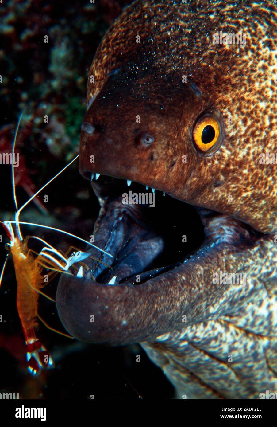 Yellowedged moray eel (Gymnothorax flavimargin atus) having its mouth