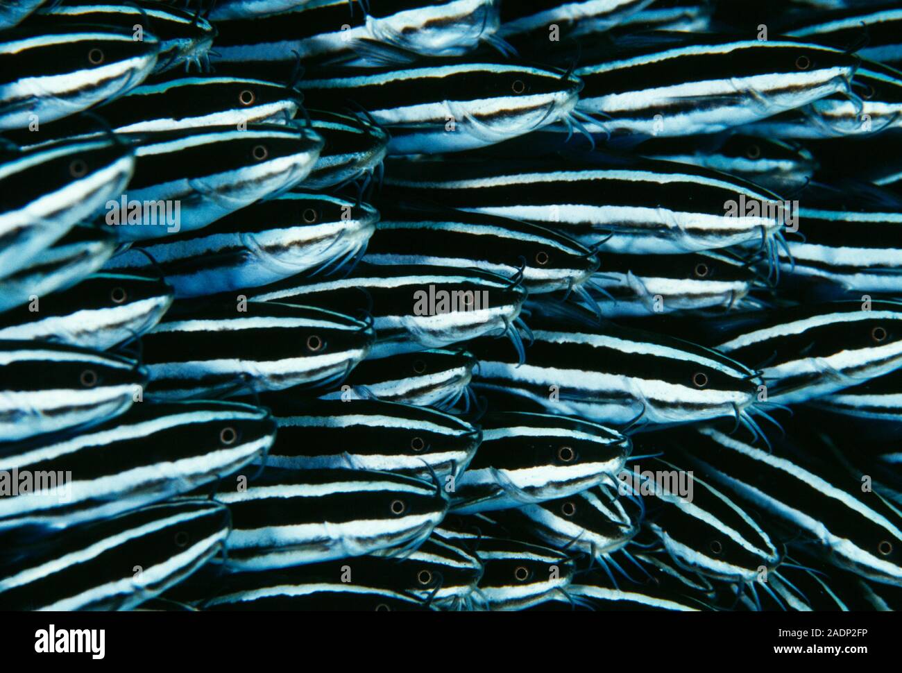 Striped catfish. Shoal of juvenile striped catfish (Plotosus lineatus