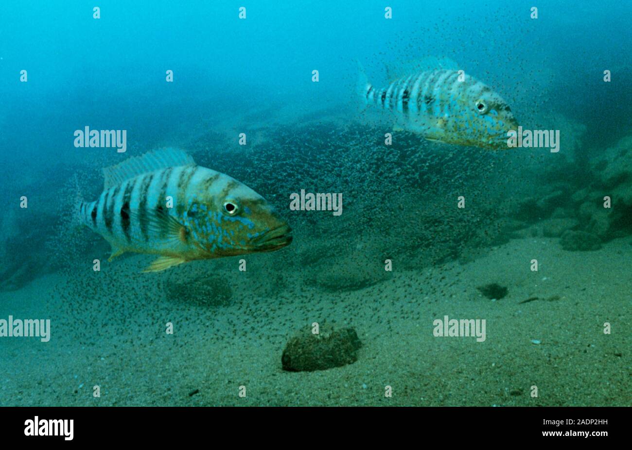 Cichlid parents. Two Boulengerochromis sp. cichlids guarding their brood of fry. This cichlid produces 5000 to 10,000 eggs per spawn. It is a carnivor Stock Photo
