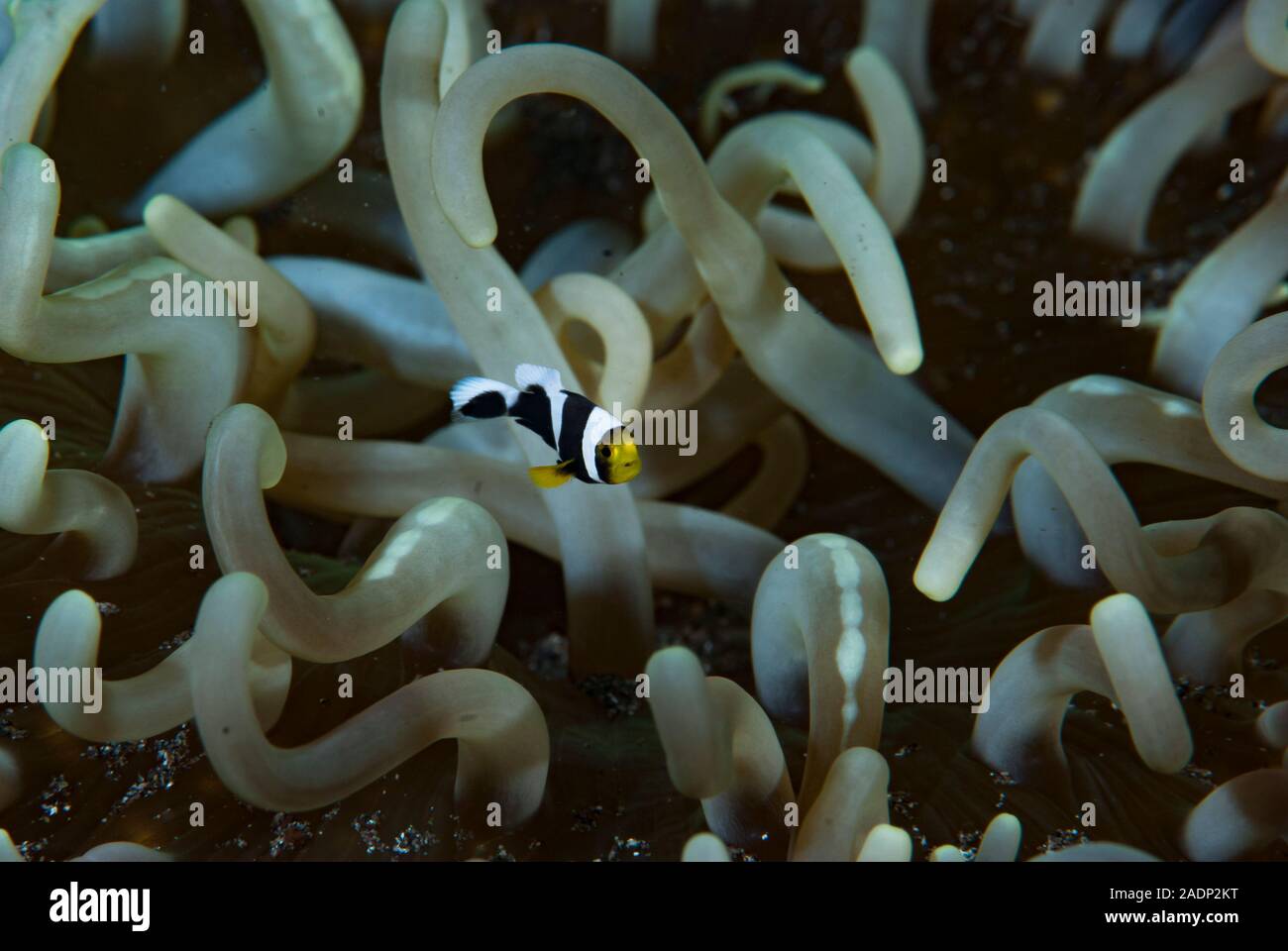 Panda Anemonefish Amphiprion polymnus Stock Photo