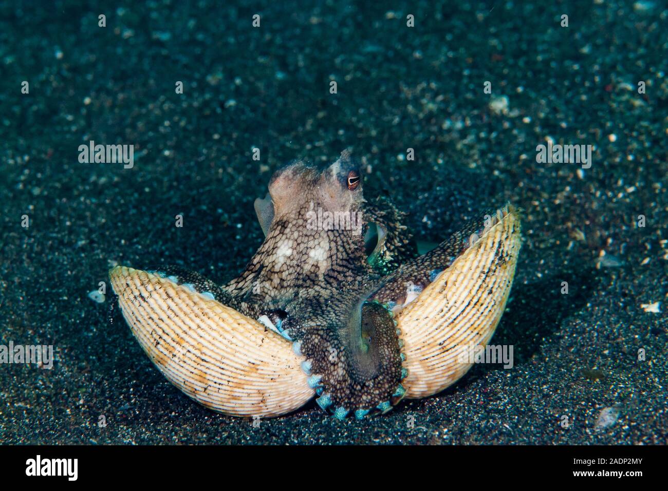 Coconut Octopus Amphioctopus marginatus Stock Photo