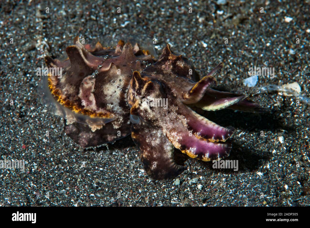 Flamboyant Cuttlefish Metasepia pfefferi Stock Photo