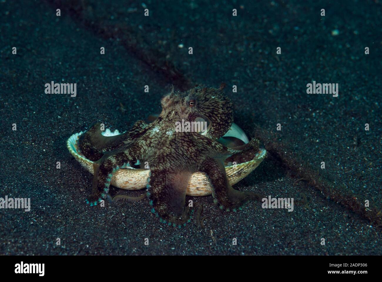 Coconut Octopus Amphioctopus marginatus Stock Photo