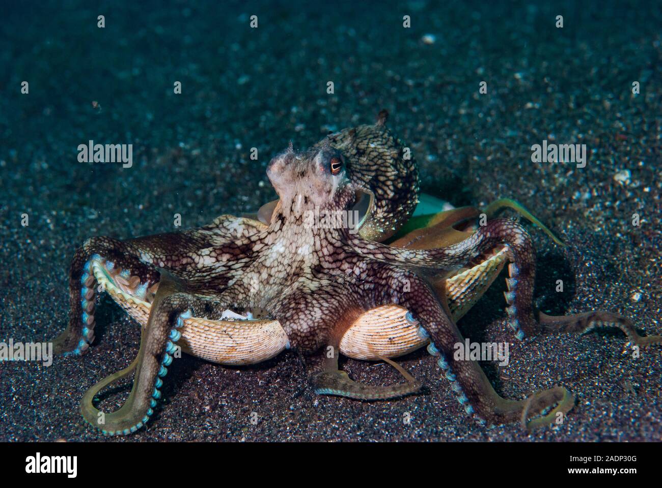 Coconut Octopus Amphioctopus marginatus Stock Photo