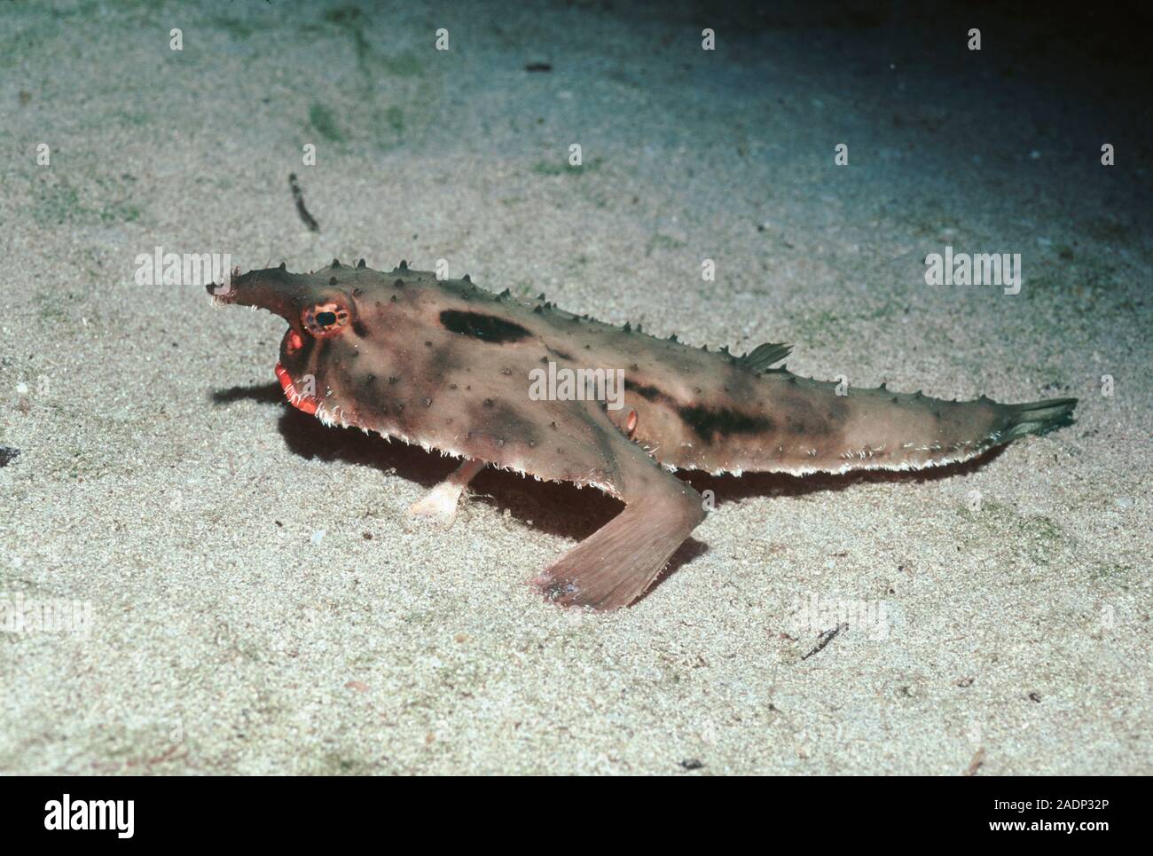 Red lipped batfish (Ogcocephalus darwini). This species is endemic to ...