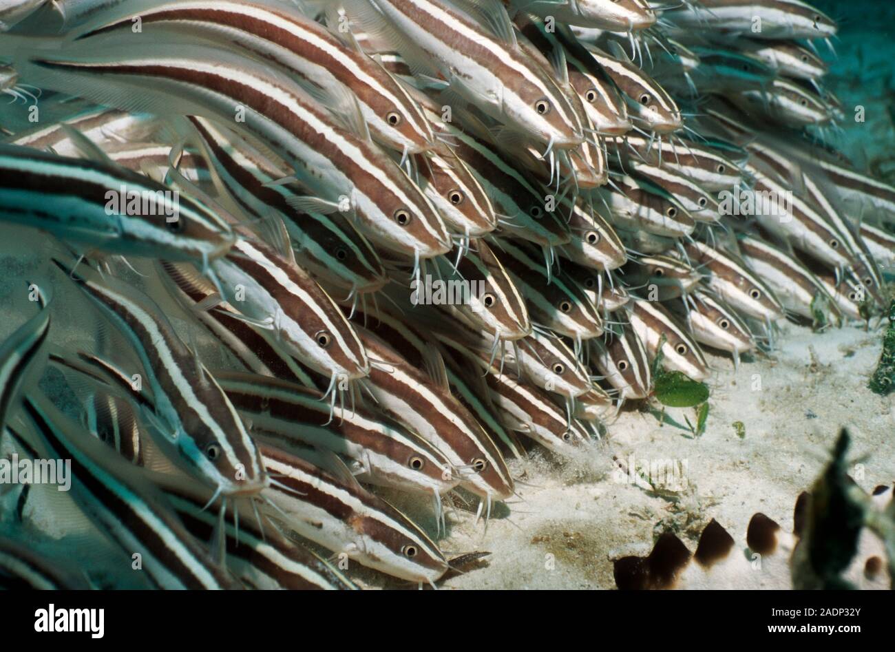 Striped catfish (Plotosus lineatus). Shoal of juvenile striped catfish ...