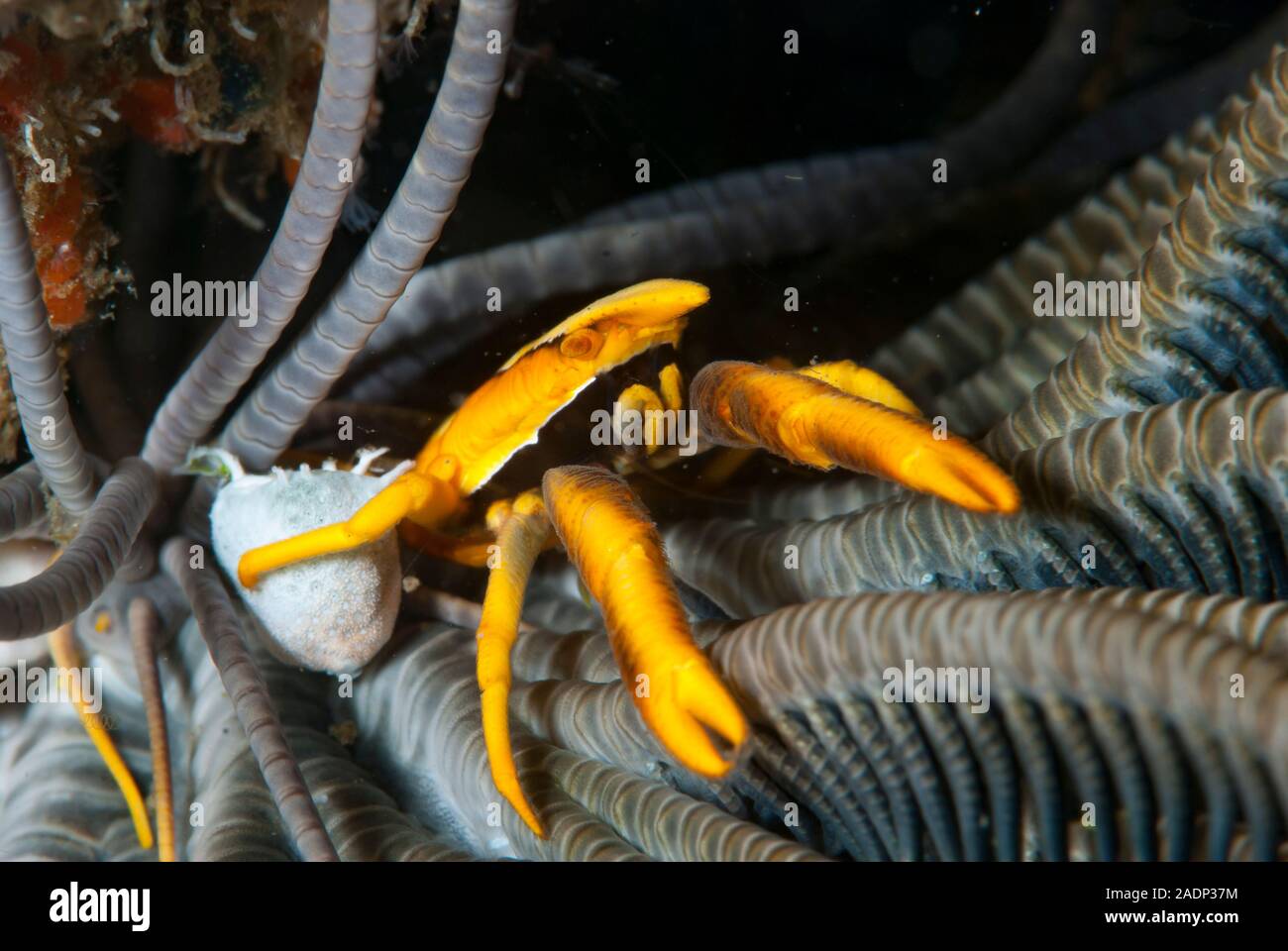 Crinoid Squat Lobster Stock Photo