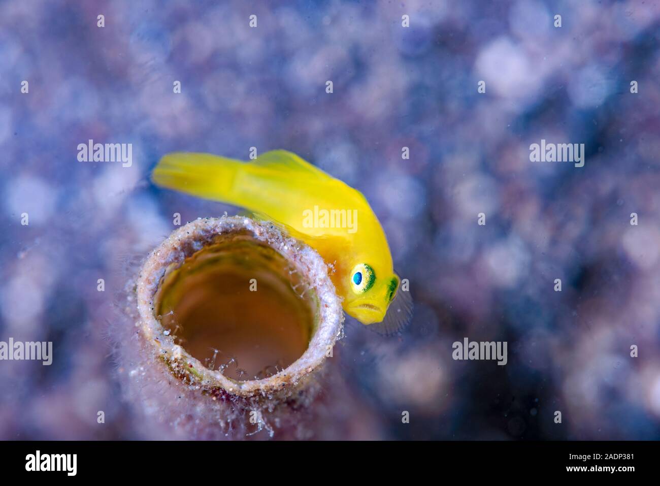Yellow Goby (Lubricogobius exiguus) Anilao Philippines Stock Photo