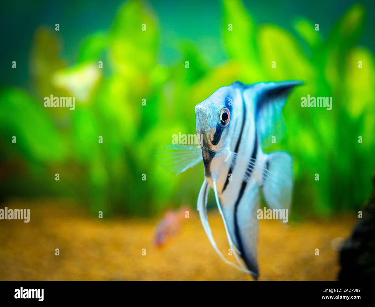 Zebra Angelfish in tank fish (Pterophyllum scalare) Stock Photo